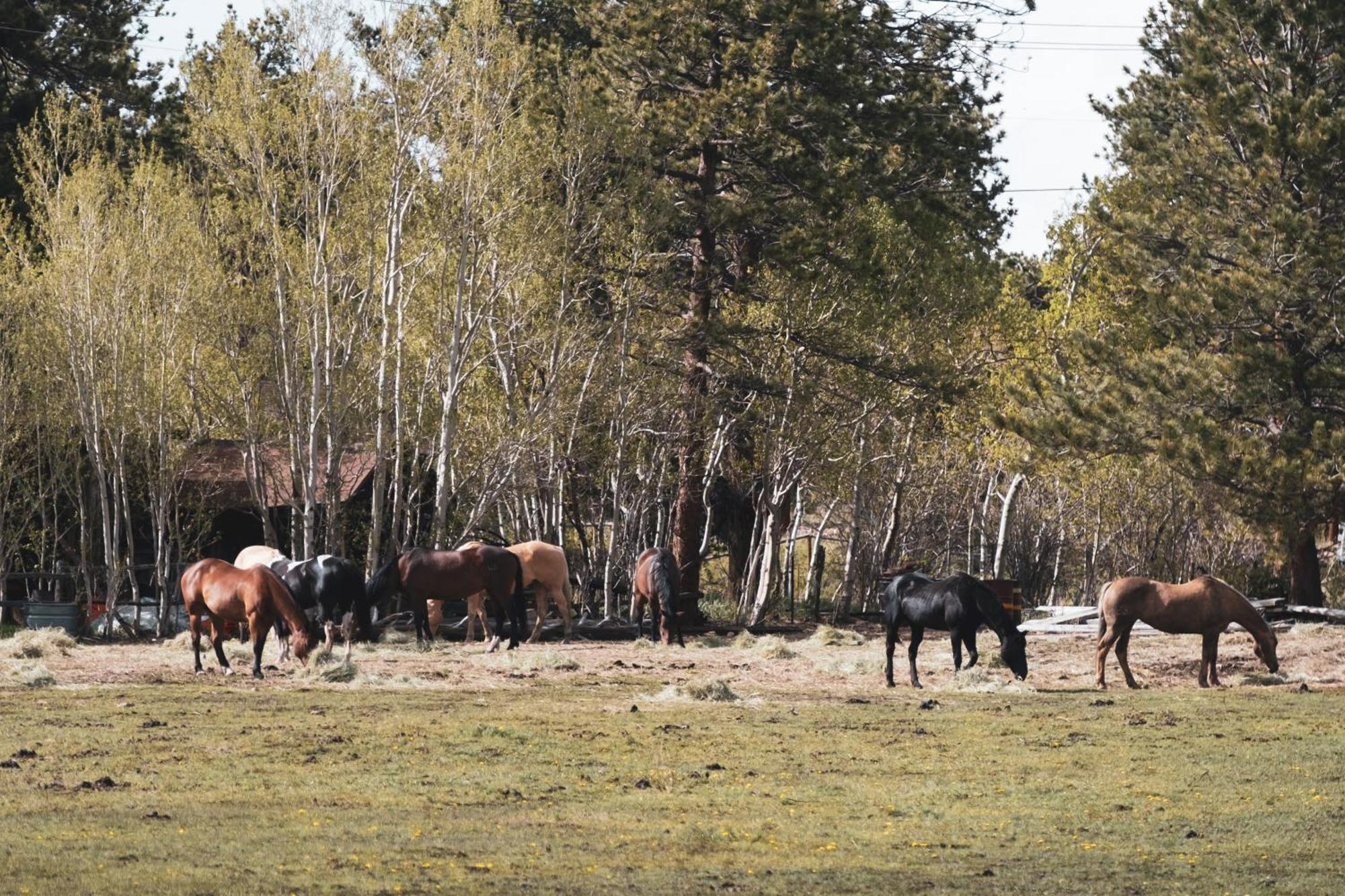 The Meeker Park Lodge Allenspark エクステリア 写真